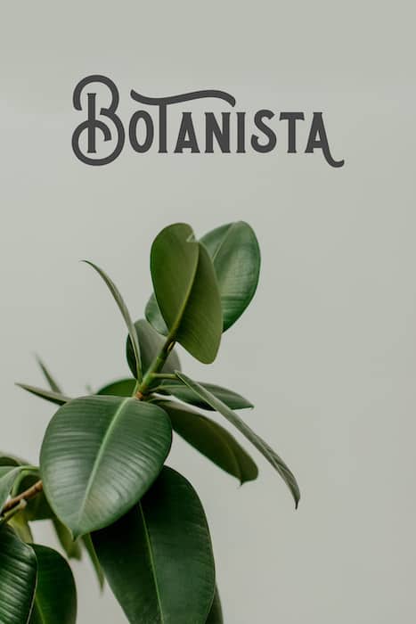 Botanista Poster for Alebrixe Website