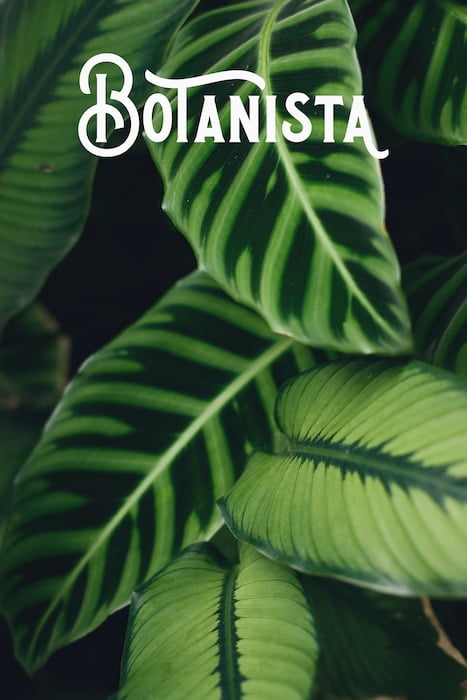 Botanista background zotello creative